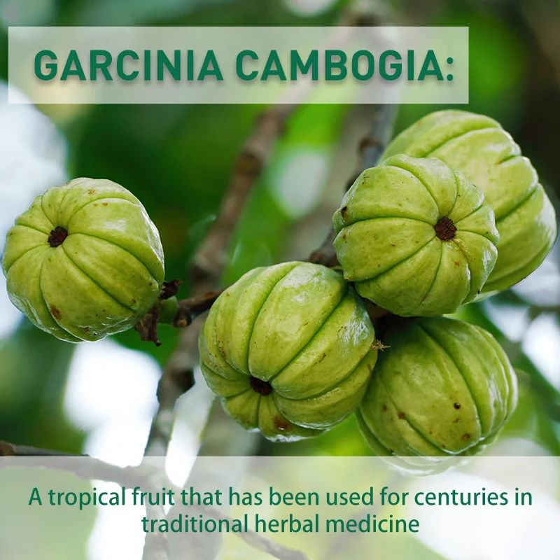 Garcinia Cambogia-Kapseln – Fe – Garcinia Cambogia Extract Bewertung und Preis