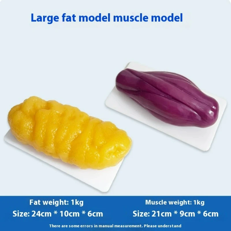 Menschliche Muskel- und Fettre – Nutrition For Fitness Bewertung und Preis